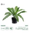 GloboStar® Artificial Garden TARO 20082 Τεχνητό Διακοσμητικό Φυτό Κολοκασία Υ30cm